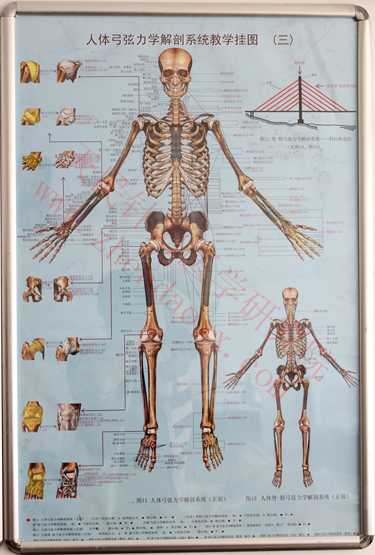 人体弓弦力学解剖系统教学挂图张天民
