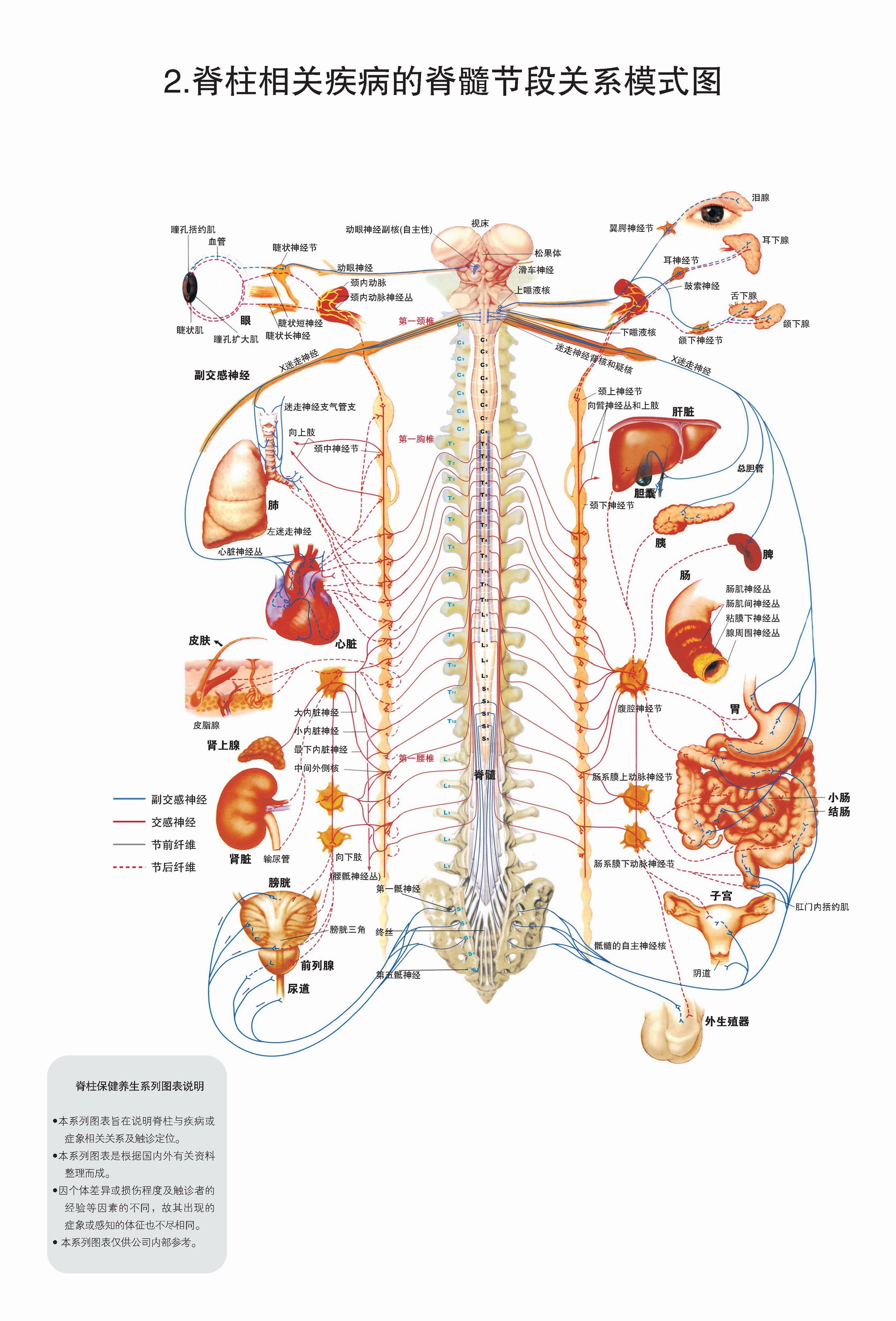 脊柱相关疾病的脊髓节段关系模式图