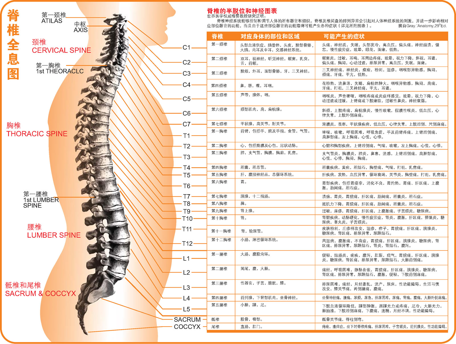 脊椎的半脱位与神经图表