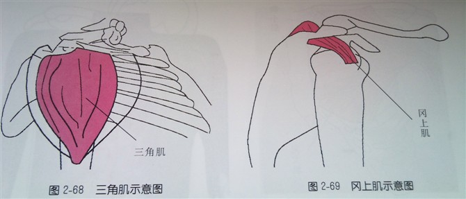 天民针刀体表定位肩部