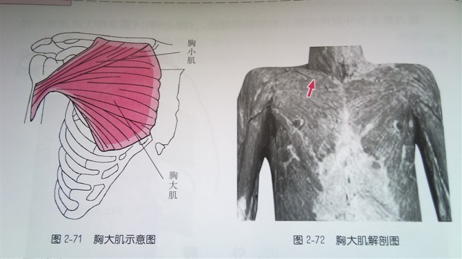 天民针刀体表定位肩部