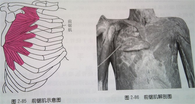 前锯肌:起点:第1-8肋骨.止点:肩胛骨内侧缘及下角.