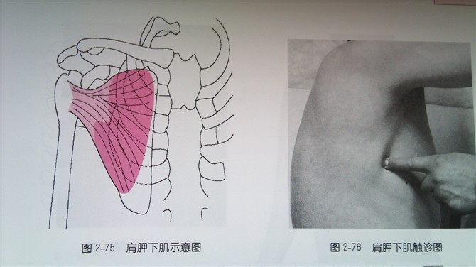 天民针刀体表定位肩部