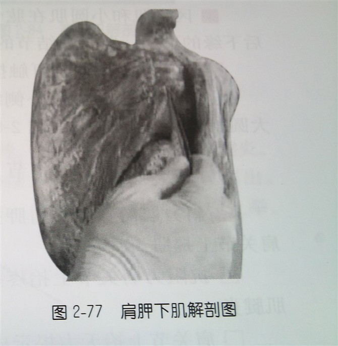 天民针刀体表定位肩部