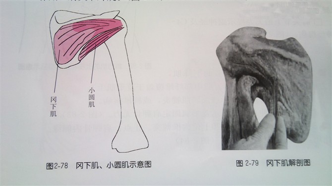 天民针刀体表定位肩部