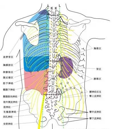 背腰部安全区带的划分