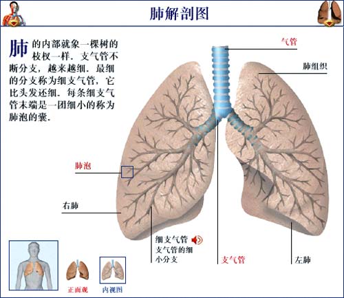 针刀治疗慢性支气管炎