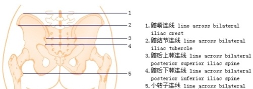针刀定位之脊柱棘突与椎体