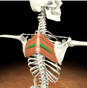 菱形肌解剖与功能