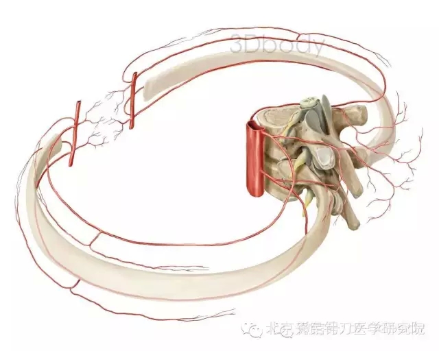 沿脊神经腹面进入椎间孔(肋间后动脉和腰动脉的脊支发自它们的后支).