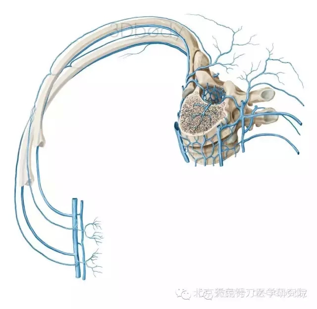 天民针刀脊柱供血与神经分布