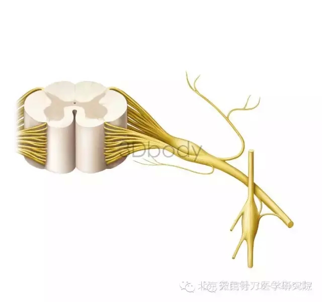 天民针刀脊柱供血与神经分布