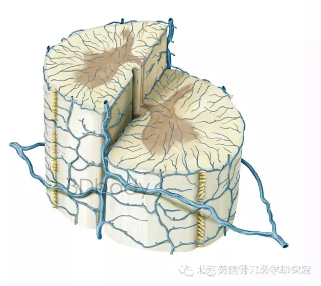 天民针刀脊柱供血与神经分布