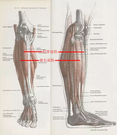 下肢结构解析