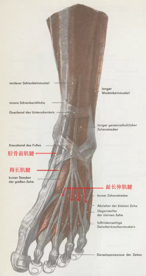 下肢结构解析