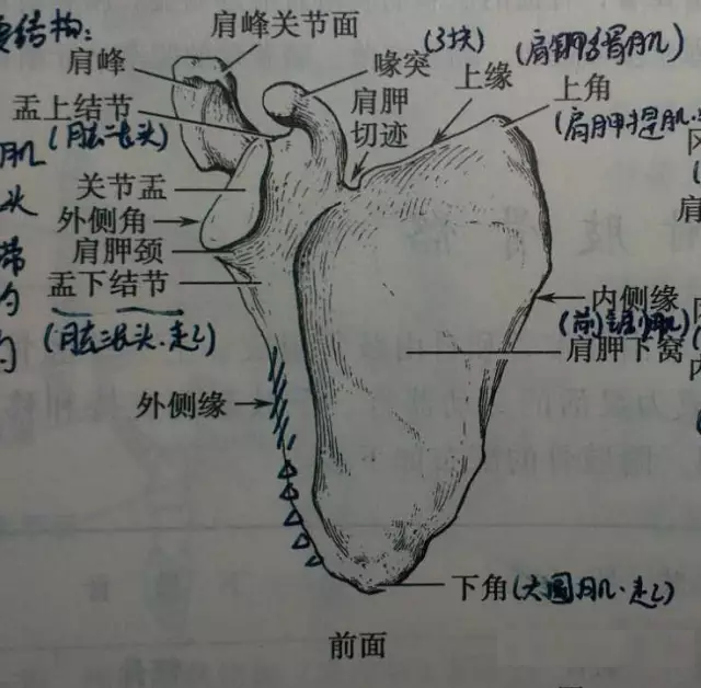 肩关节相关肌肉整理