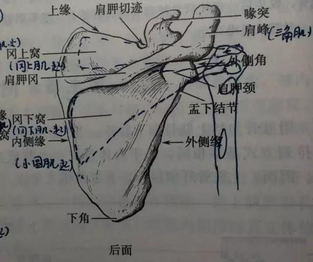 肩关节相关肌肉整理