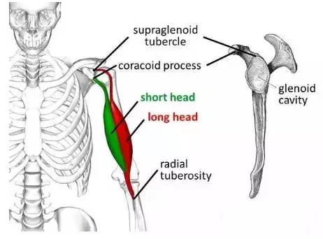 肩关节相关肌肉整理