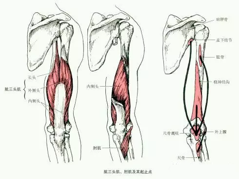肩关节相关肌肉整理
