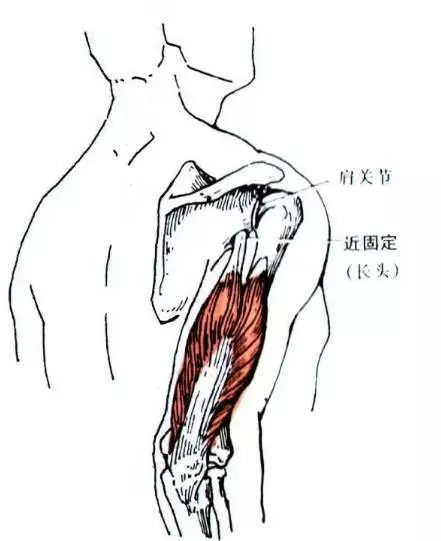 肩关节相关肌肉整理