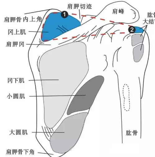 肩关节相关肌肉整理