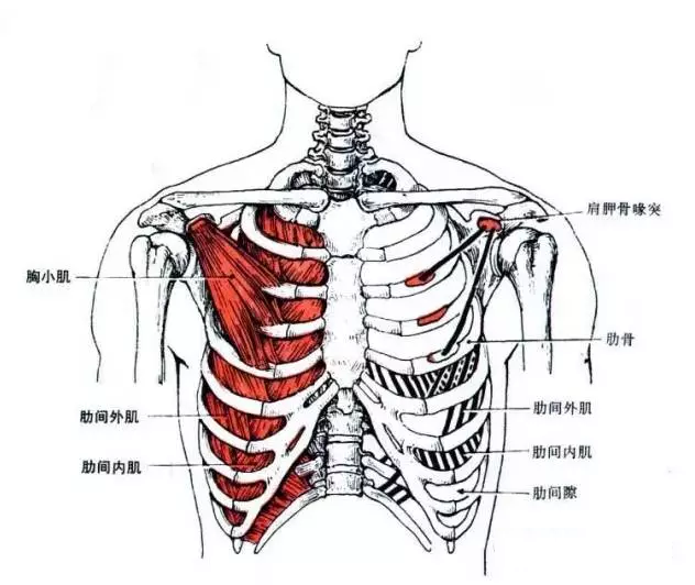 肩关节相关肌肉整理
