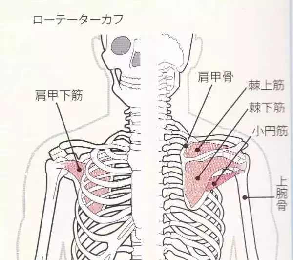 肩关节相关肌肉整理