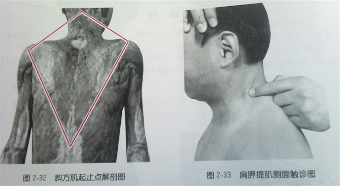 针刀医生必须掌握的颈部体表定位