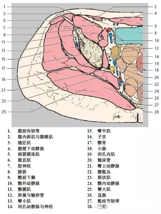 天民针刀髋关节解剖详细标注