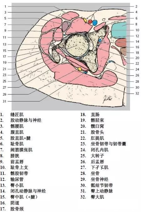 天民针刀髋关节解剖详细标注