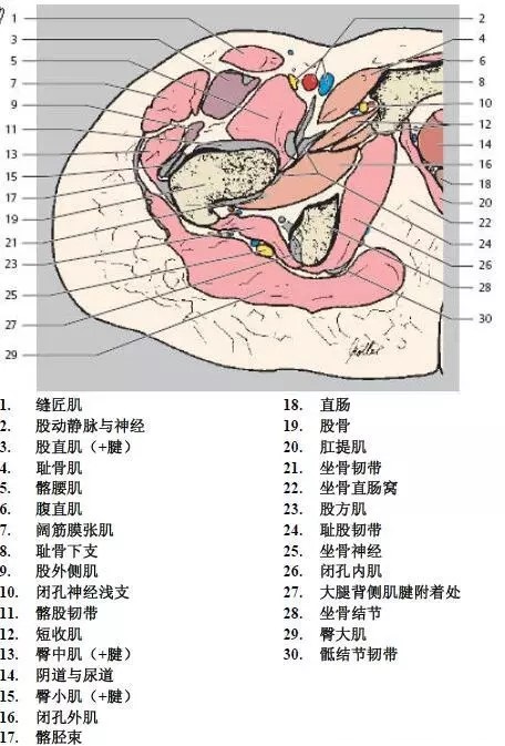 天民针刀髋关节解剖详细标注