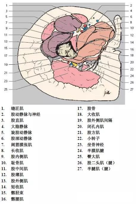 天民针刀髋关节解剖详细标注