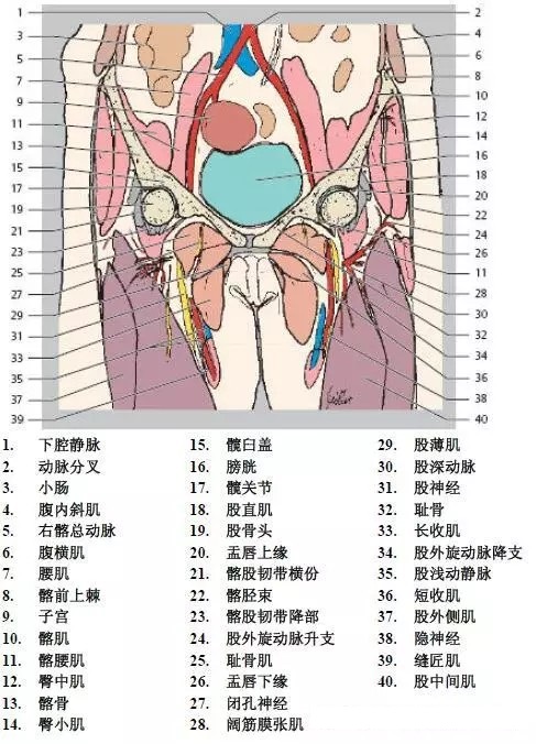 天民针刀髋关节解剖详细标注