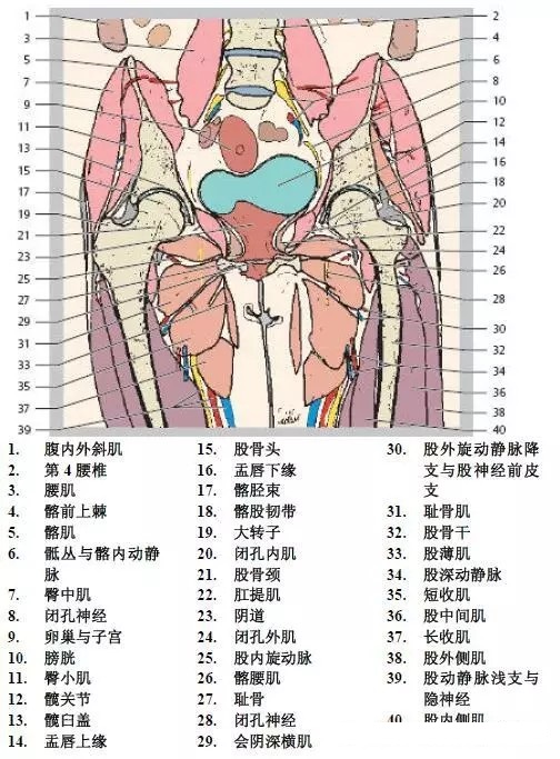 天民针刀髋关节解剖详细标注