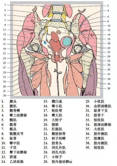 天民针刀髋关节解剖详细标注