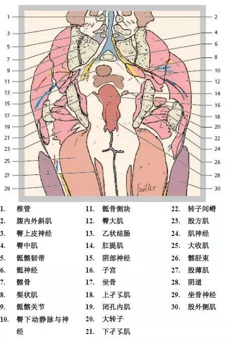 天民针刀髋关节解剖详细标注