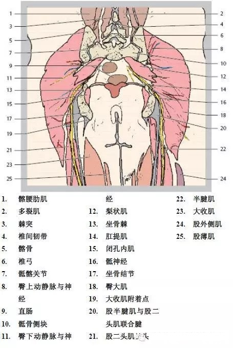 天民针刀髋关节解剖详细标注