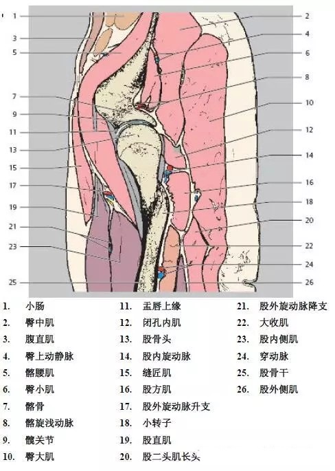 天民针刀髋关节解剖详细标注