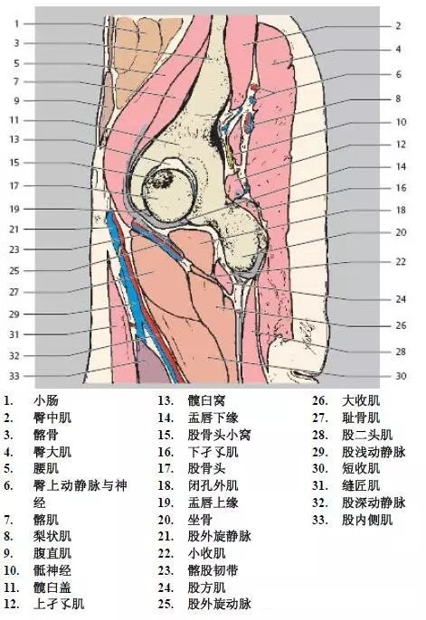 天民针刀髋关节解剖详细标注