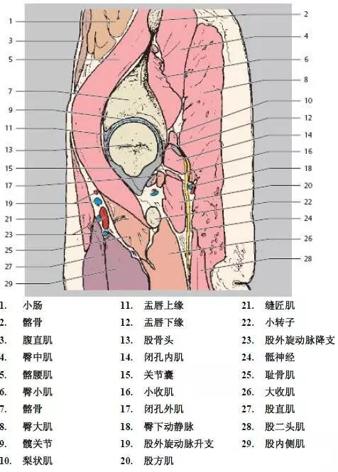 天民针刀髋关节解剖详细标注