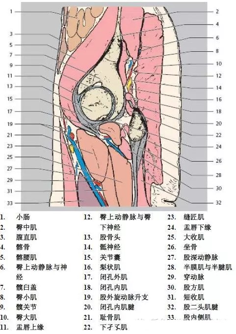 天民针刀髋关节解剖详细标注