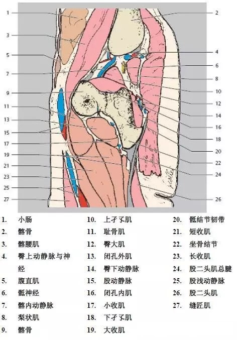 天民针刀髋关节解剖详细标注