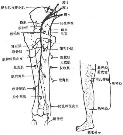 腰从神经天民针刀