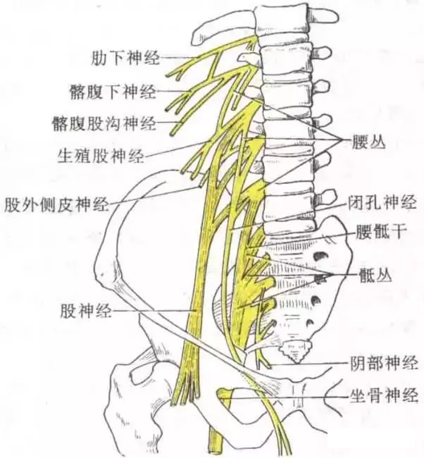 腰从神经天民针刀