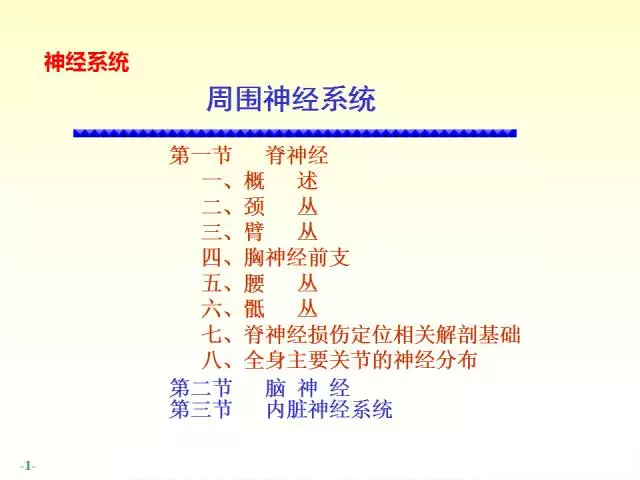 天民针刀脊神经解剖