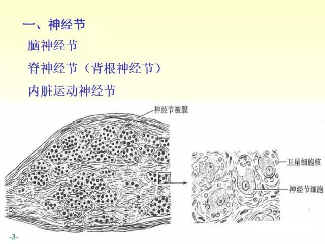 天民针刀脊神经解剖