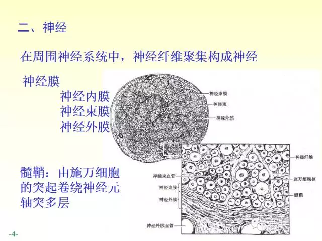 天民针刀脊神经解剖