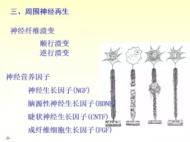 天民针刀脊神经解剖