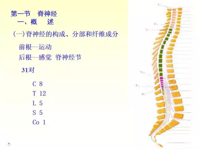 天民针刀脊神经解剖