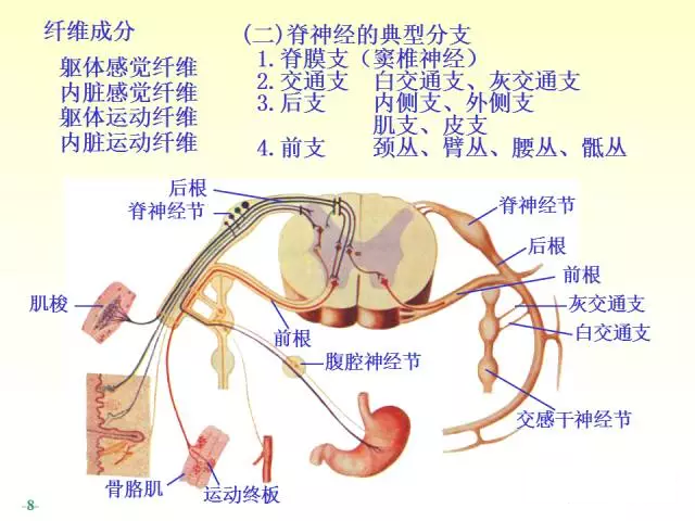 天民针刀脊神经解剖